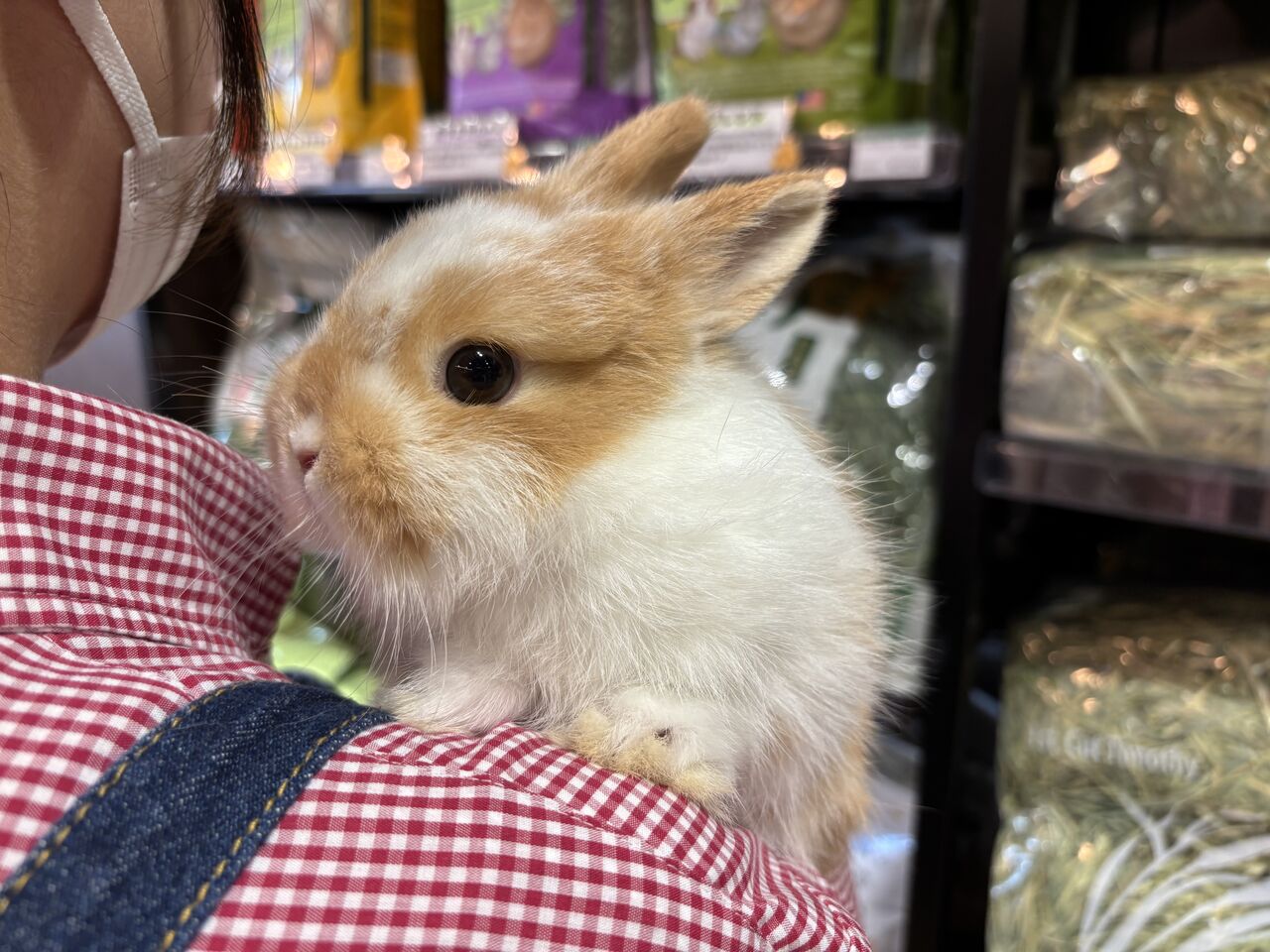 まんまるちゃん♪ : うさぎブログ うさぎのしっぽ公式ブログ「日々しっぽ」