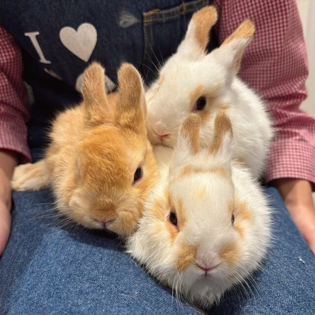 新入りちゃん5匹デビューしました！ : うさぎブログ うさぎのしっぽ