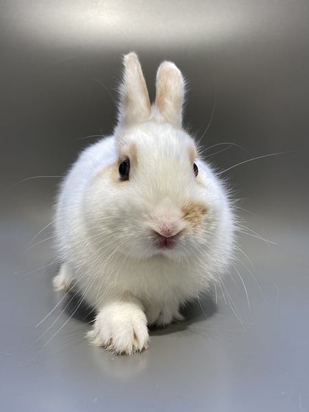 �֥�����