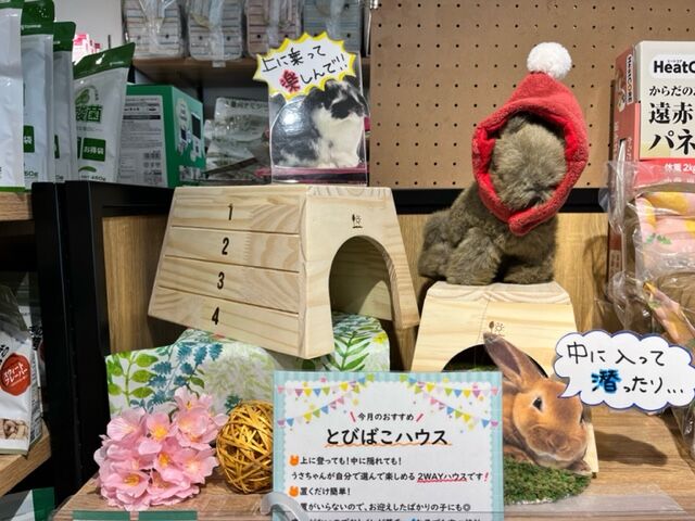 うさぎブログ うさぎのしっぽ公式ブログ 日々しっぽ 洗足店 3月のおすすめ商品
