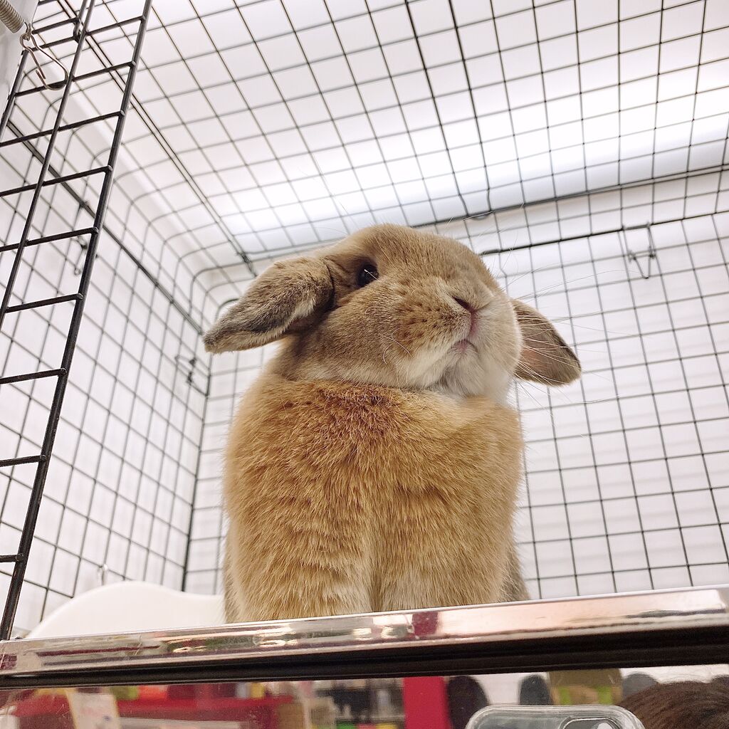 うさぎブログ うさぎのしっぽ公式ブログ 日々しっぽ 恵比寿店 Livedoor Blog ブログ