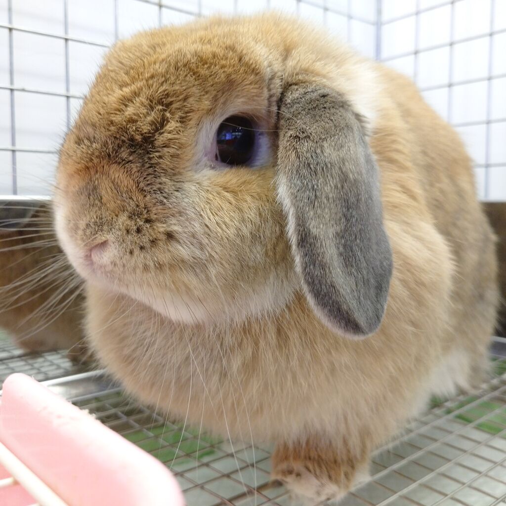 たれ耳ちゃんご紹介 : うさぎブログ うさぎのしっぽ公式ブログ「日々