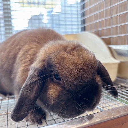 トータス女子の魅力♡ : うさぎブログ うさぎのしっぽ公式ブログ