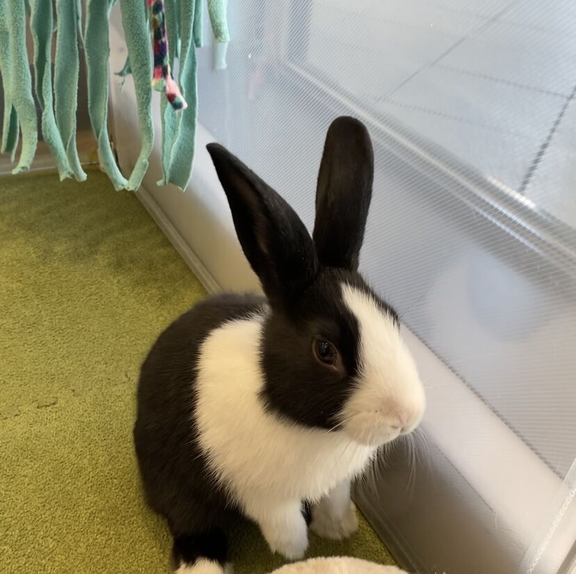 最推しうさ！！ : うさぎブログ うさぎのしっぽ公式ブログ「日々