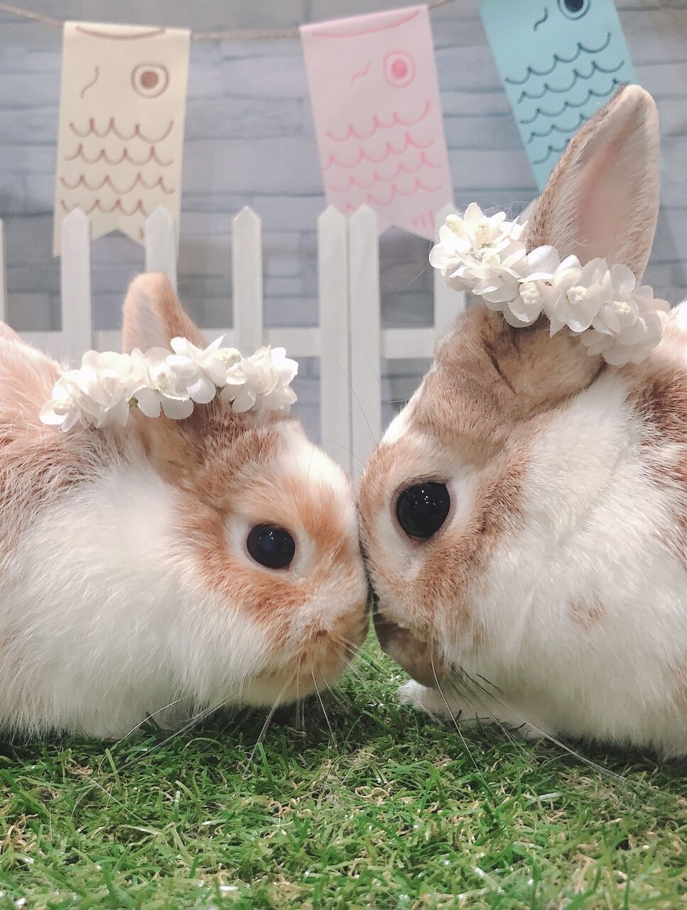 うさぎブログ うさぎのしっぽ公式ブログ 日々しっぽ はじめまして