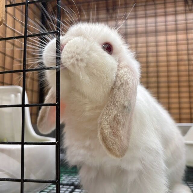 ★新作5点★ウサギページ★ うさぎと暮らす No97（2025年Autumn） | うさぎと暮らす |本 | 通販