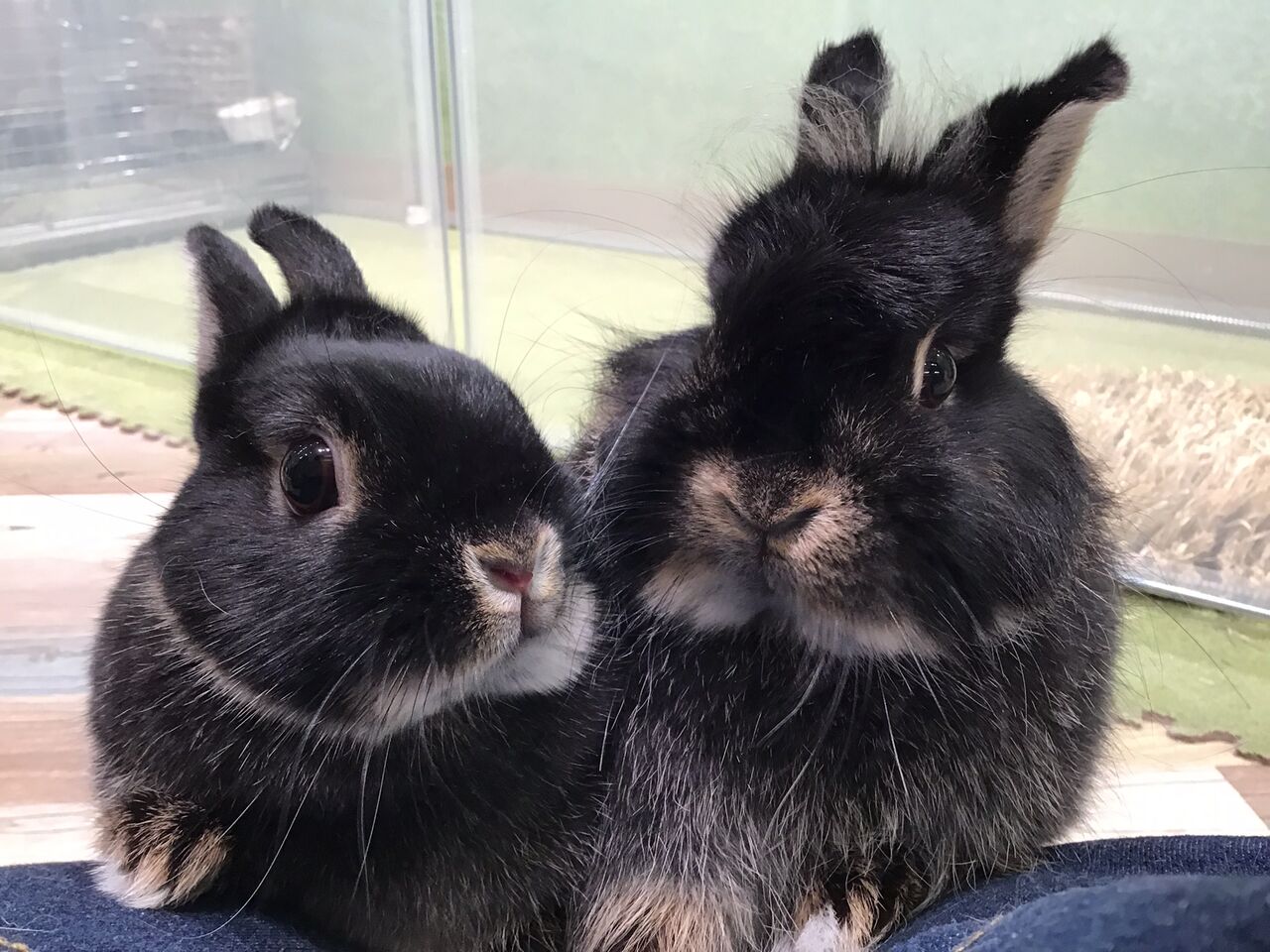 グランベリーパークのうさちゃん : うさぎブログ うさぎのしっぽ公式