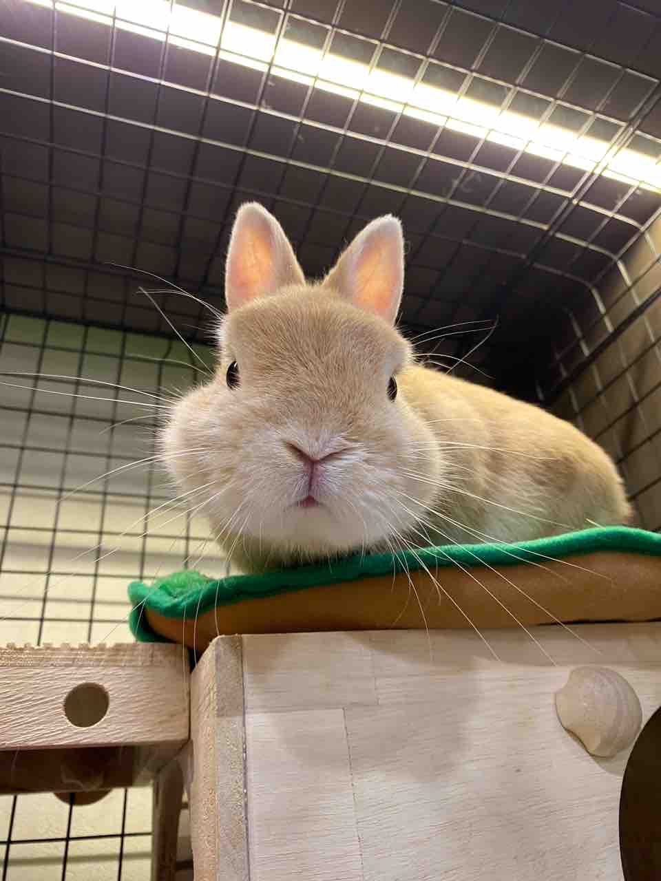 セール開催中！ : うさぎブログ うさぎのしっぽ公式ブログ「日々しっぽ」