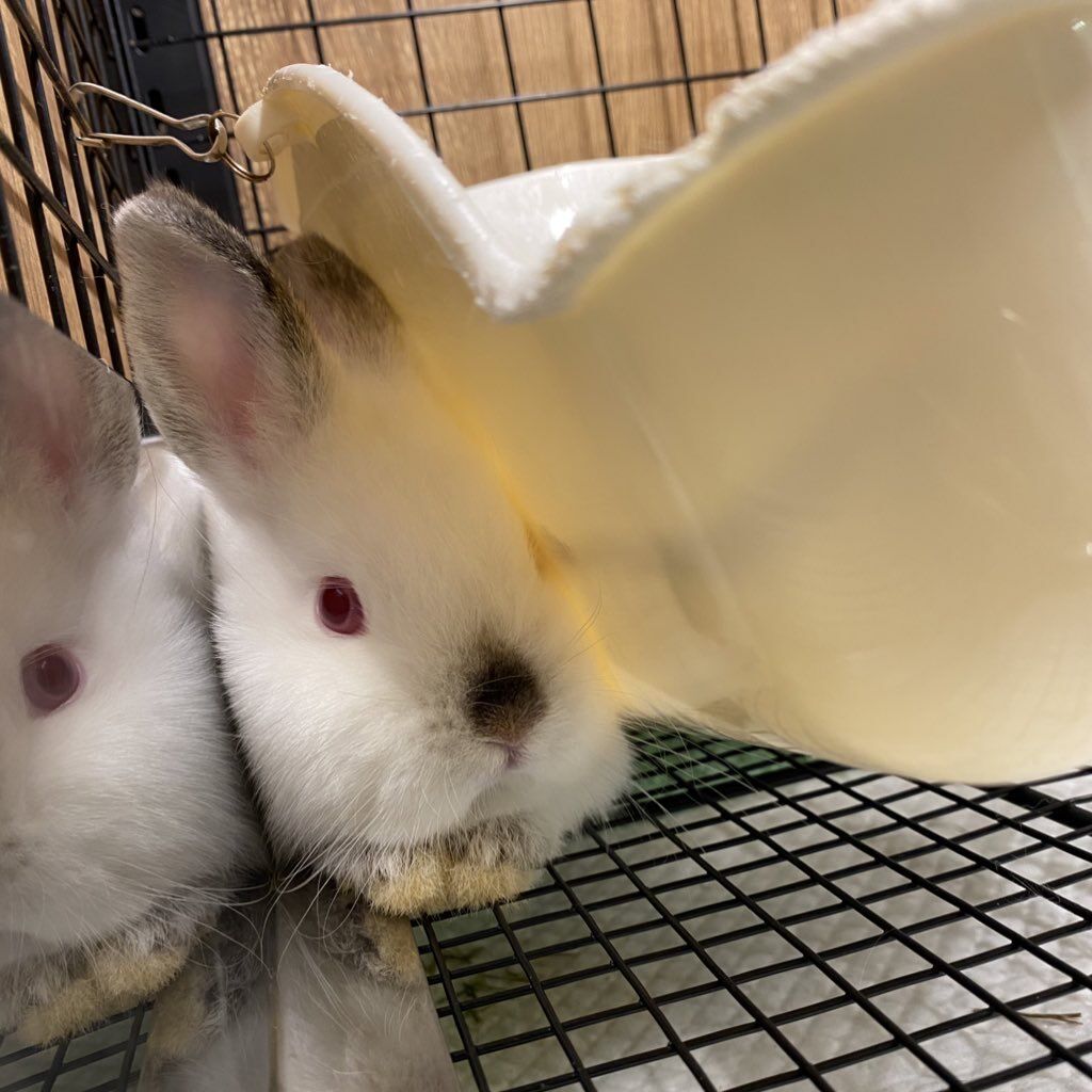 うさぎブログ うさぎのしっぽ公式ブログ 日々しっぽ 狭いところ大好き