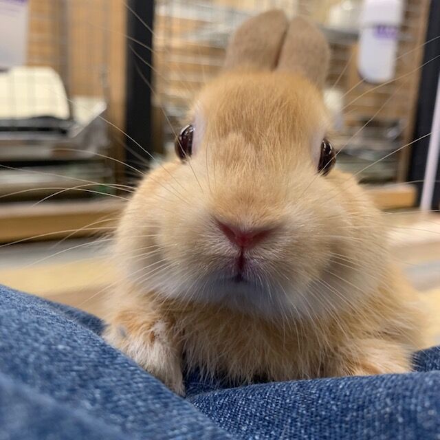 うさぎブログ うさぎのしっぽ公式ブログ 日々しっぽ まんまるお顔がとってもキュート うさぎブログ うさぎのしっぽ公式ブログ 日々しっぽ まんまるお顔がとってもキュート