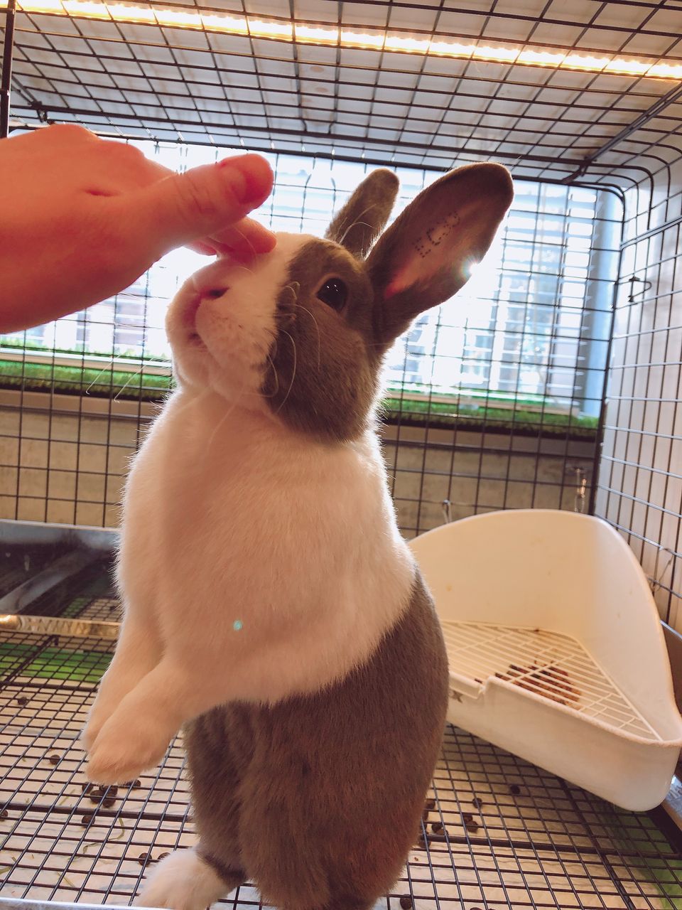 うさぎブログ うさぎのしっぽ公式ブログ 日々しっぽ ダッチくん うさぎブログ うさぎのしっぽ公式ブログ 日々しっぽ ダッチくん