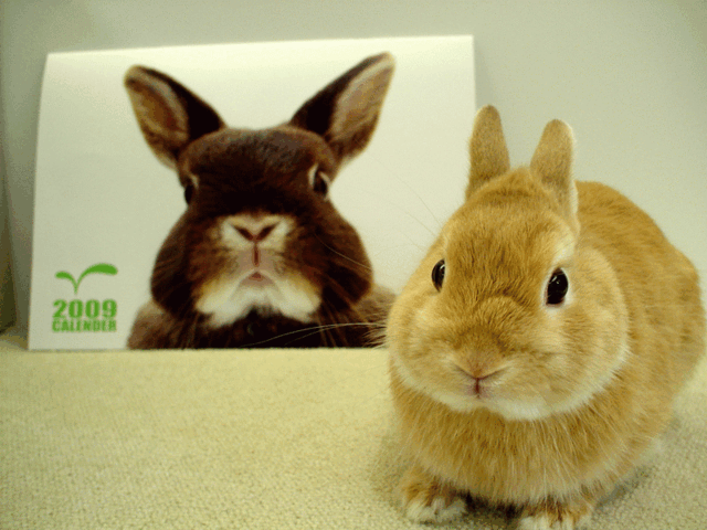 うさぎブログ うさぎのしっぽ公式ブログ 日々しっぽ 店頭限定sale