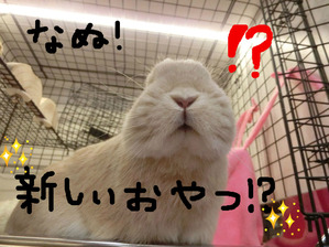 BlogPaint