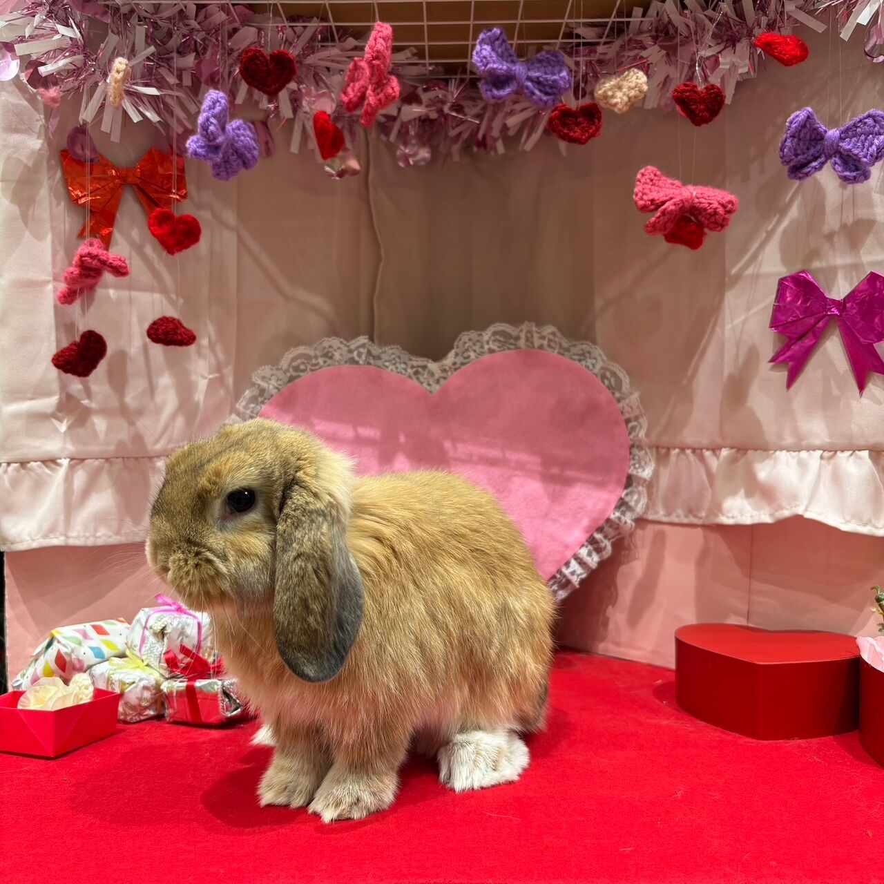 ロップちゃんご紹介～！！ : うさぎブログ うさぎのしっぽ公式ブログ