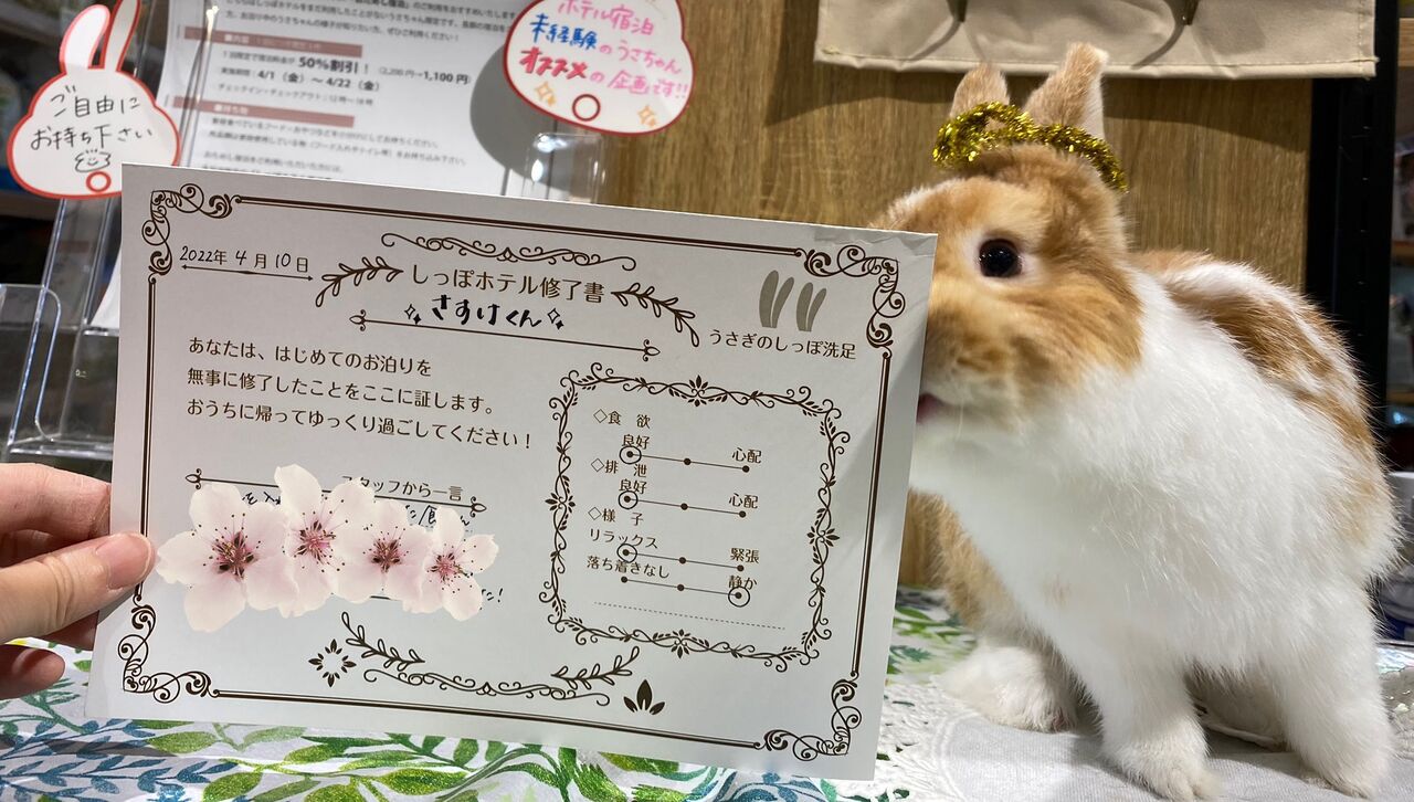うさぎブログ うさぎのしっぽ公式ブログ 日々しっぽ 洗足店限定プレゼント 企画 うさぎブログ うさぎのしっぽ公式ブログ 日々しっぽ 洗足店限定プレゼント 企画