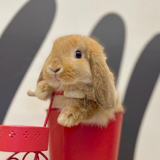 新入りうさぎ紹介☆ : うさぎブログ うさぎのしっぽ公式ブログ「日々