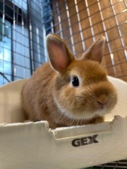 ¥Í¥¶¡¼¥é¥ó¥É¥É¥ï¡¼¥Õ2-2