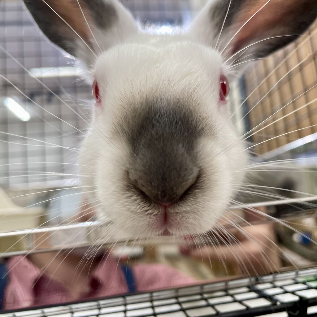 ヒマラヤン : うさぎブログ うさぎのしっぽ公式ブログ「日々しっぽ」