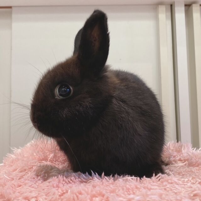 うさぎブログ うさぎのしっぽ公式ブログ 日々しっぽ デビューしました うさぎブログ うさぎのしっぽ公式ブログ 日々しっぽ デビューしました