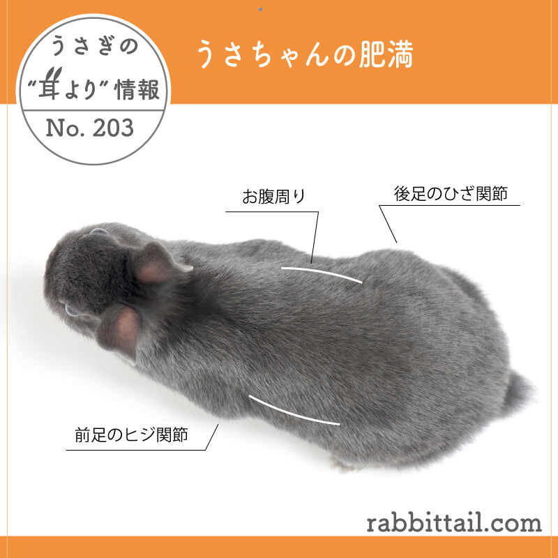 うさぎブログ うさぎのしっぽ公式ブログ 日々しっぽ うさぎの耳より情報 No 3 うさちゃんの肥満 うさぎブログ うさぎのしっぽ公式ブログ 日々しっぽ うさぎの耳より情報 No 3 うさちゃんの肥満