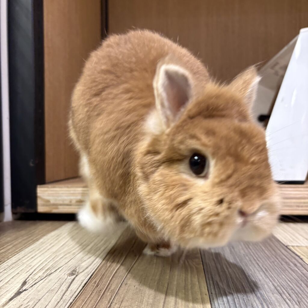 元ママのネザーちゃん！ : うさぎブログ うさぎのしっぽ公式ブログ