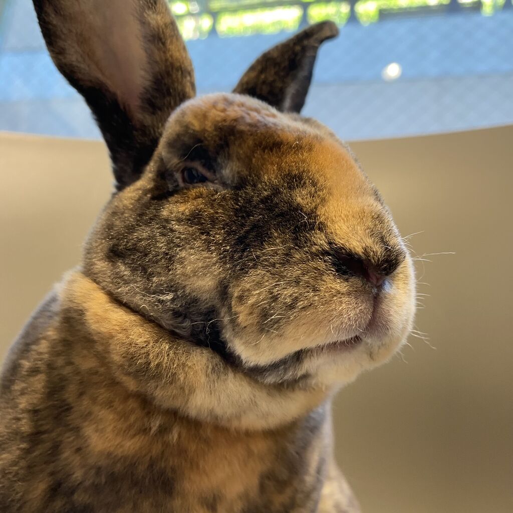 頭の上に子ウサギを乗せたまま見事に爆睡するねむねむうさぎさん