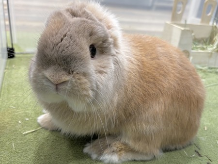 新アイドル紹介♪ : うさぎブログ うさぎのしっぽ公式ブログ「日々しっぽ」