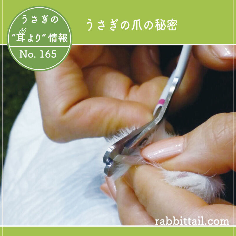うさぎブログ うさぎのしっぽ公式ブログ 日々しっぽ うさぎの耳より情報 No 165 うさぎの爪の秘密 うさぎブログ うさぎのしっぽ公式ブログ 日々しっぽ うさぎの耳より情報 No 165 うさぎの爪の秘密