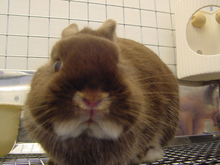choko