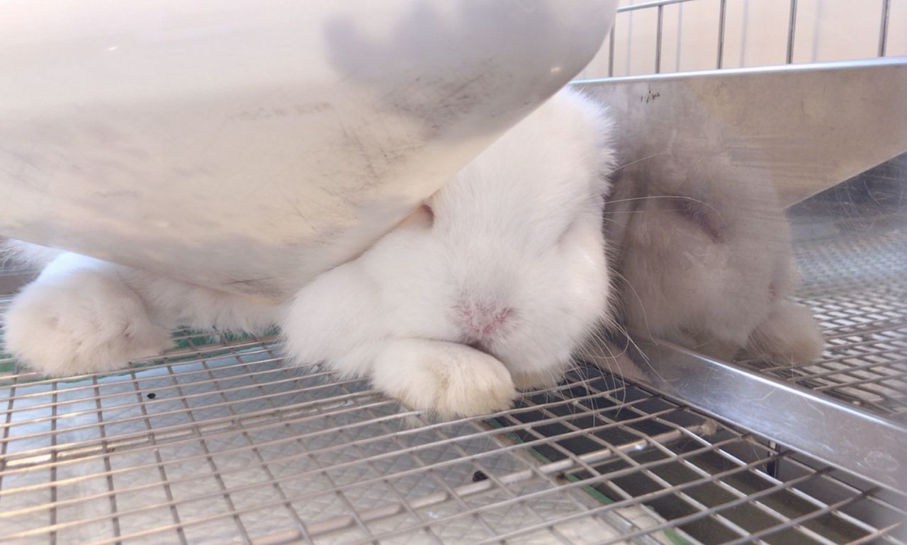 赤い目の天使 うさぎブログ うさぎのしっぽ公式ブログ 日々しっぽ 赤い目の天使 うさぎブログ うさぎのしっぽ公式ブログ 日々しっぽ