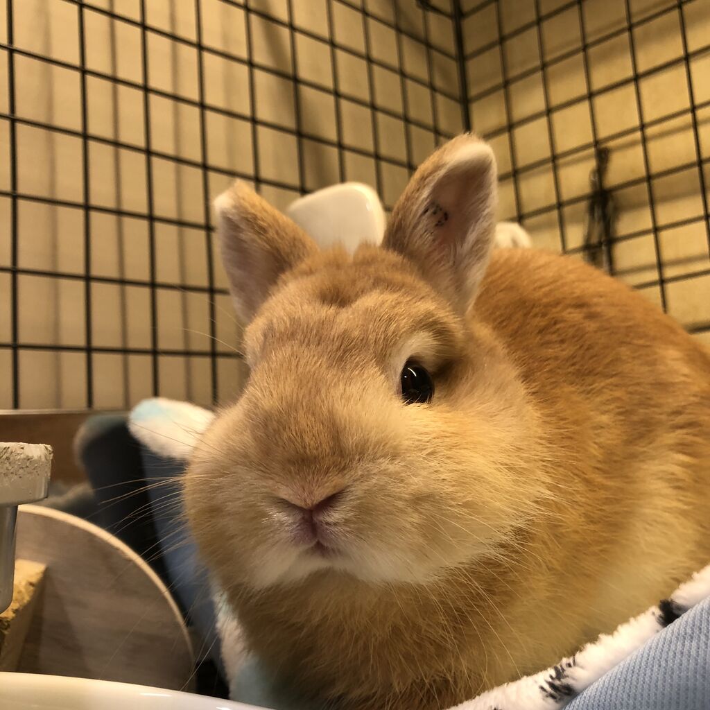 うさぎブログ うさぎのしっぽ公式ブログ 日々しっぽ 吉祥寺店 Livedoor Blog ブログ