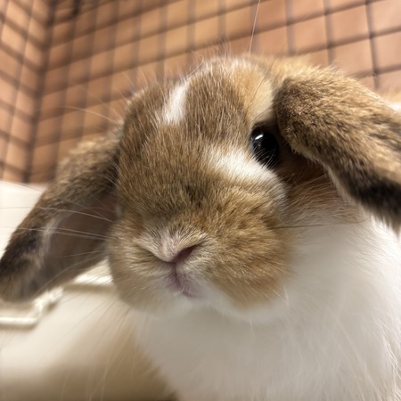 新入りうさちゃん紹介します！ : うさぎブログ うさぎのしっぽ公式