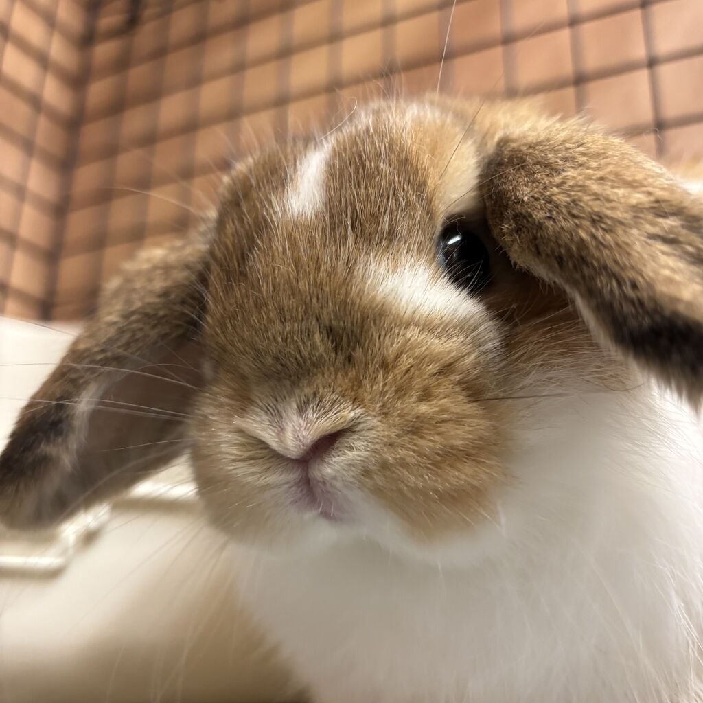 新入りうさちゃん紹介します！ : うさぎブログ うさぎのしっぽ公式