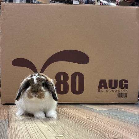 プロケージ80組み立て紹介～！ : うさぎブログ うさぎのしっぽ公式