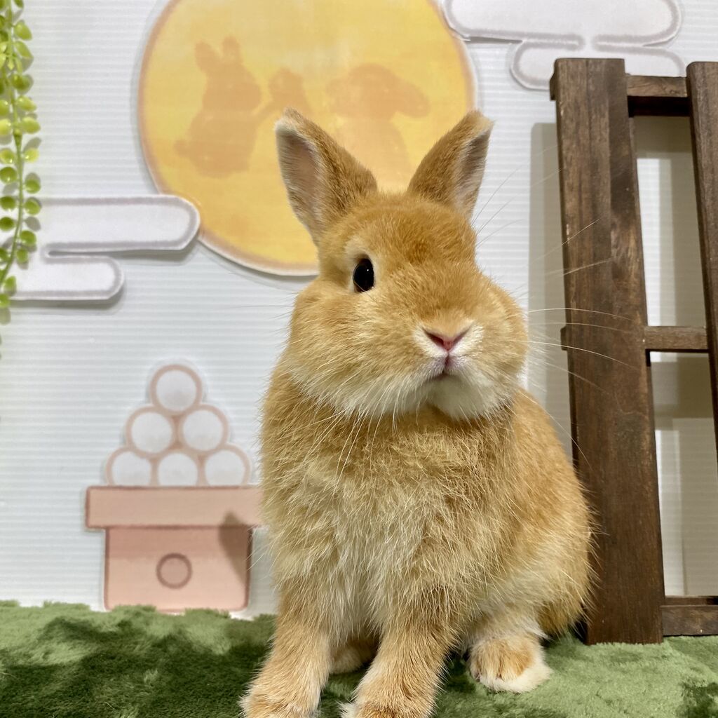 うさぎブログ うさぎのしっぽ公式ブログ 日々しっぽ 9月の撮影ブース