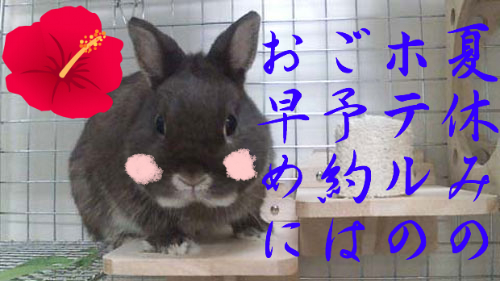 うさぎブログ うさぎのしっぽ公式ブログ 日々しっぽ 夏の予定は決まりましたか