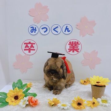 卒みつ