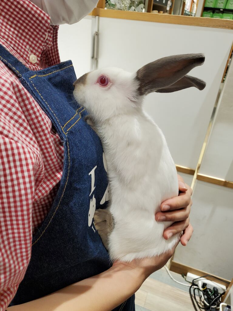 二子玉川のヒマラヤン : うさぎブログ うさぎのしっぽ公式ブログ「日々