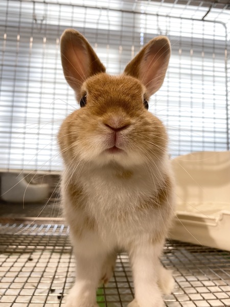 推しうさ紹介します！ : うさぎブログ うさぎのしっぽ公式ブログ「日々