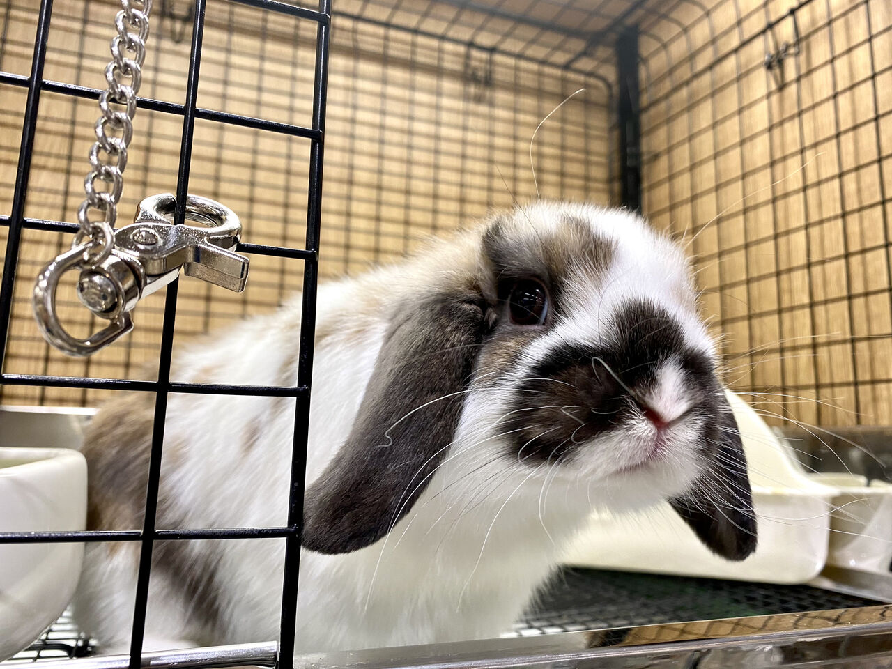 癒しのブロークンカラー♪ : うさぎブログ うさぎのしっぽ公式ブログ