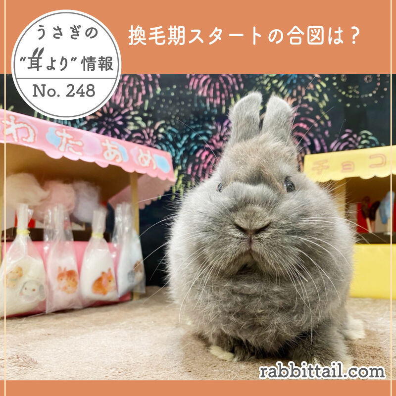 うさぎブログ うさぎのしっぽ公式ブログ 日々しっぽ うさぎの耳より情報 No 248 換毛期スタートの合図は うさぎブログ うさぎのしっぽ公式ブログ 日々しっぽ うさぎの耳より情報 No 248 換毛期スタートの合図は