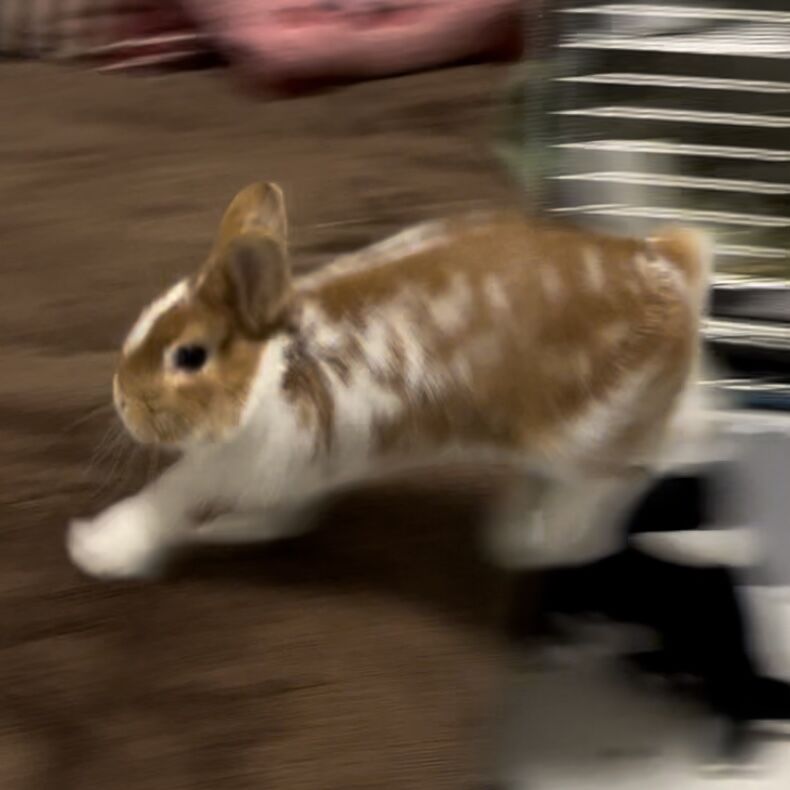 うさぎ　オーダー再開しました⸝꙳.˖様 ｵｰﾀﾞｰ】うさぎ等身大(体重2.0㎏以上2.5㎏未満) | うーらんどーる