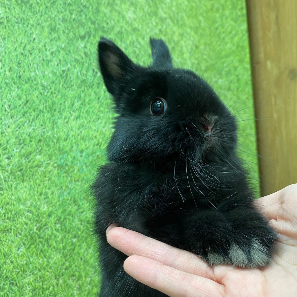 うさぎブログ うさぎのしっぽ公式ブログ 日々しっぽ ブラック戦隊 うさぎブログ うさぎのしっぽ公式ブログ 日々しっぽ ブラック戦隊