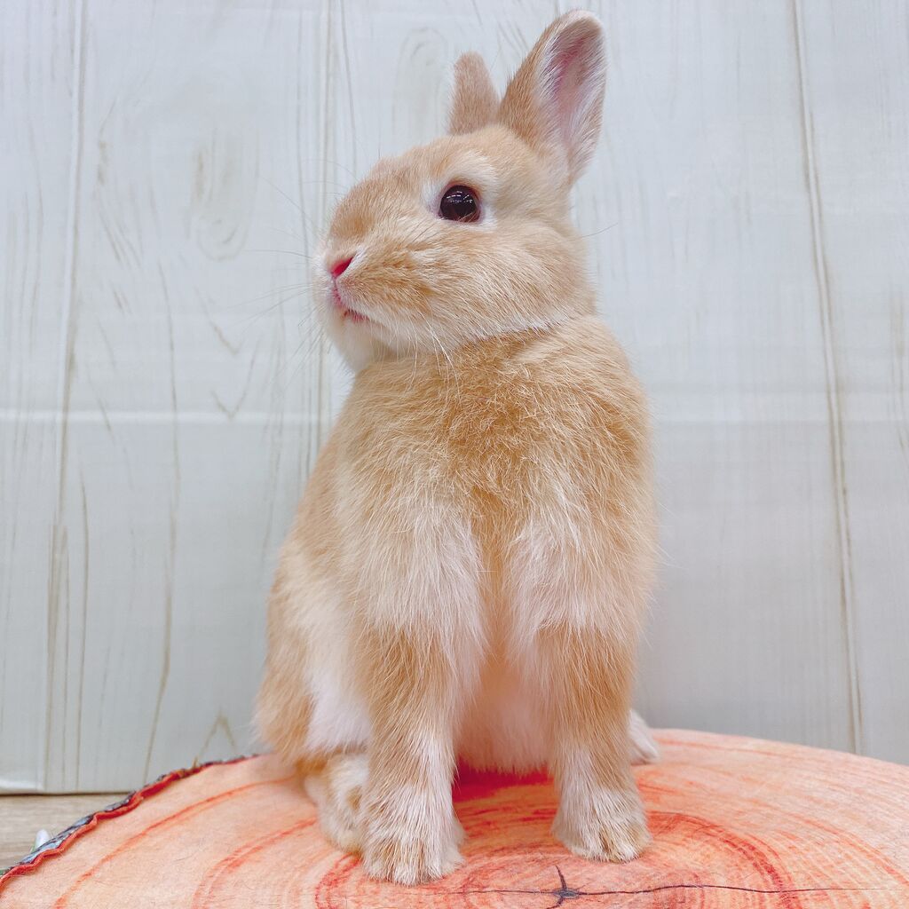 新うさちゃんデビューしました！！ : うさぎブログ うさぎのしっぽ公式