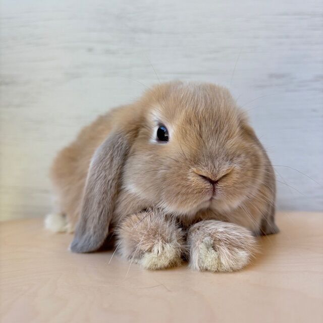 NEWうさ！ : うさぎブログ うさぎのしっぽ公式ブログ「日々しっぽ」