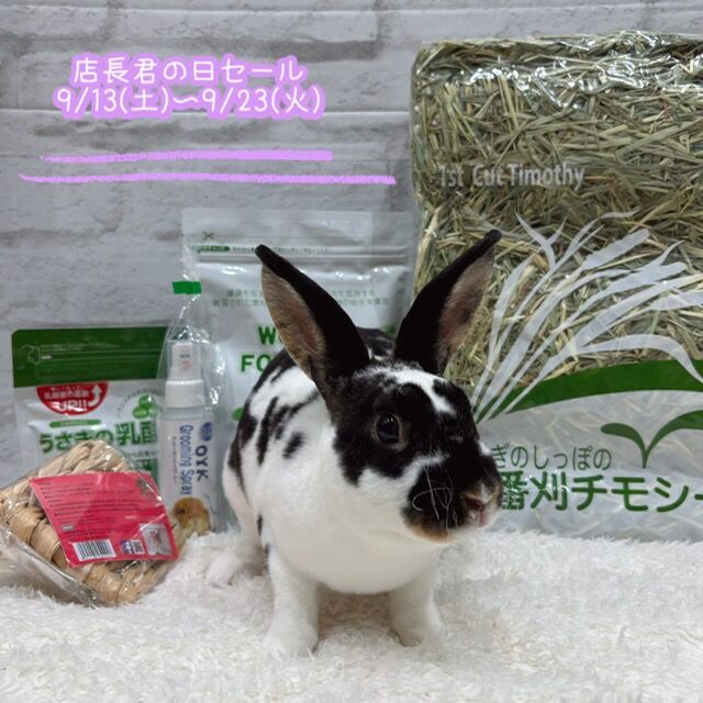 ★うさうさぎ★今夜タイムセール中‼️専用 店長君の日セール始まります！！ : うさぎブログ うさぎのしっぽ公式
