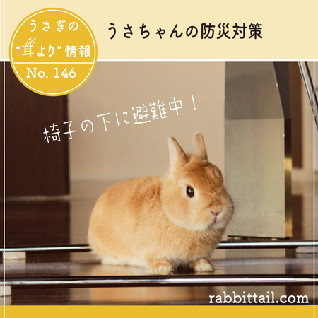 うさぎの耳より情報 No.146 うさちゃんの防災対策 : うさぎブログ