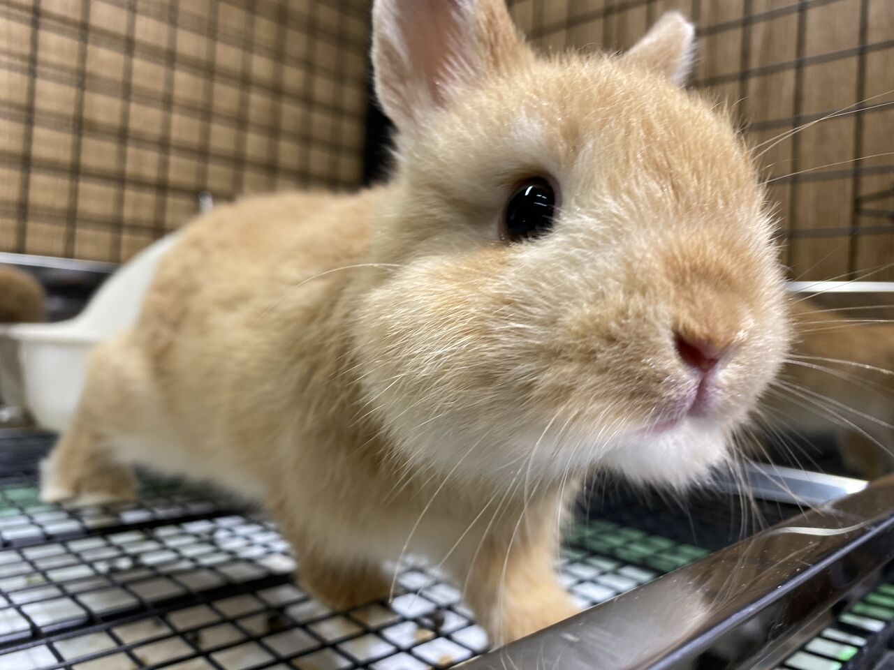 王道&レアカラー！ : うさぎブログ うさぎのしっぽ公式ブログ「日々