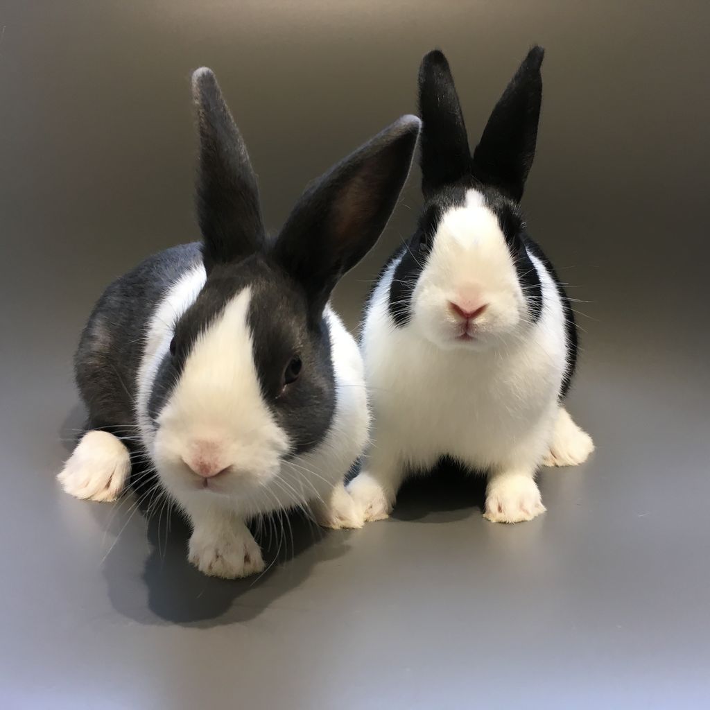 うさぎブログ うさぎのしっぽ公式ブログ 日々しっぽ 二子玉川店の可愛いうさちゃんたち