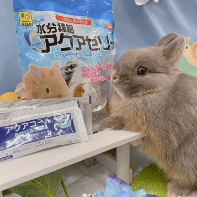 うさぎブログ うさぎのしっぽ公式ブログ 日々しっぽ 熱中症にご用心